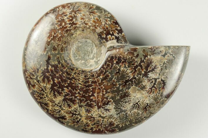 4.5" Polished Ammonite Fossil - Madagascar